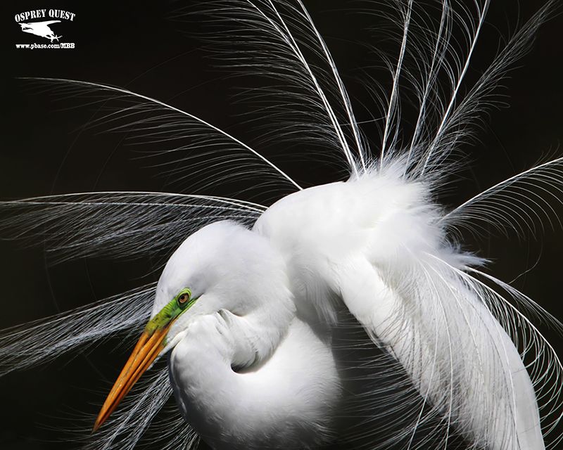 _MG_1459 Great Egret.jpg