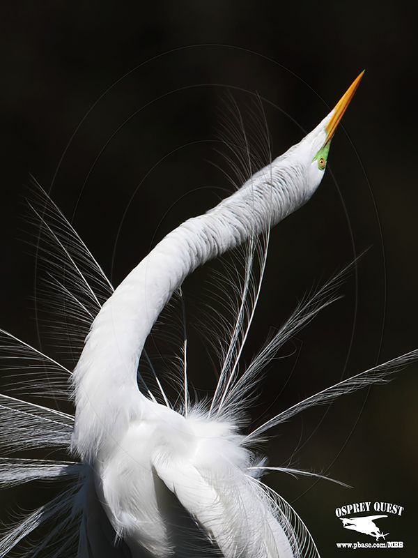 _MG_1534 Great Egret Great Egret - Stretch Display.jpg