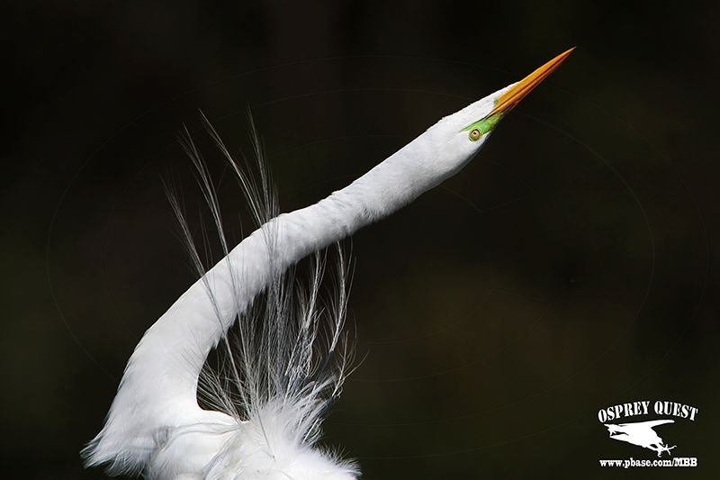 _MG_1623 Great Egret Great Egret - Stretch Display.jpg