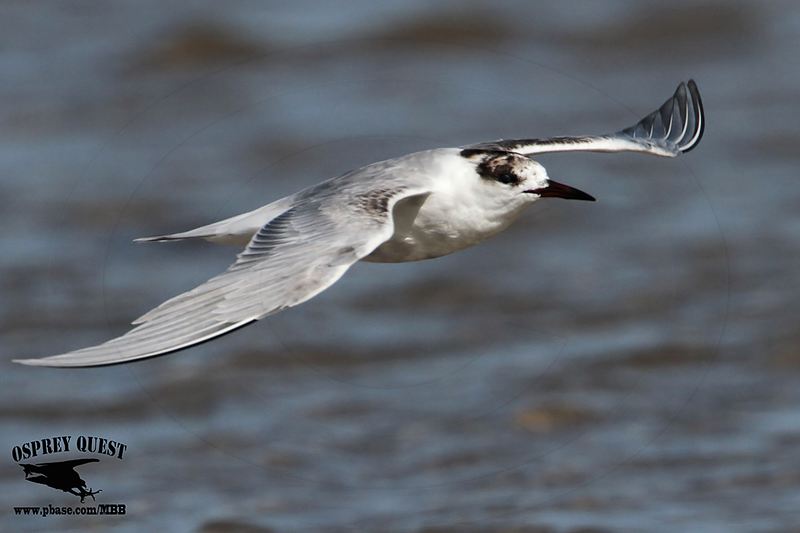 _MG_6612 Common Tern.jpg