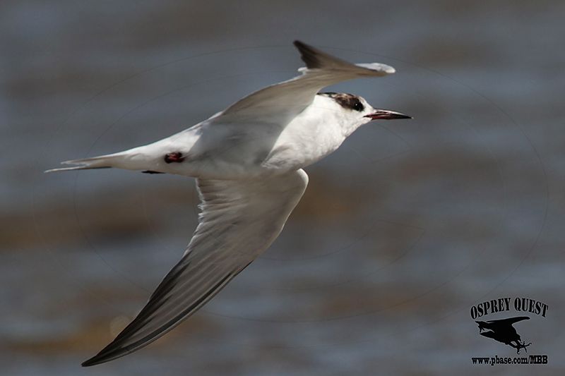 _MG_6621 Common Tern.jpg