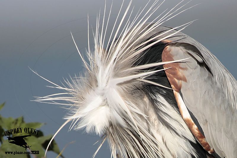 _MG_2235 Great Blue Heron.jpg