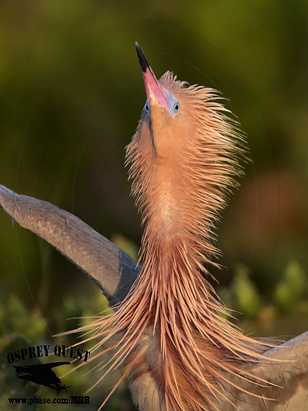 _MG_0743 Reddish Egret.jpg