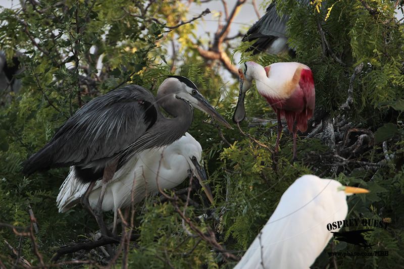 _MG_0797 Great White Heron and Great Blue Heron breeding pair.jpg