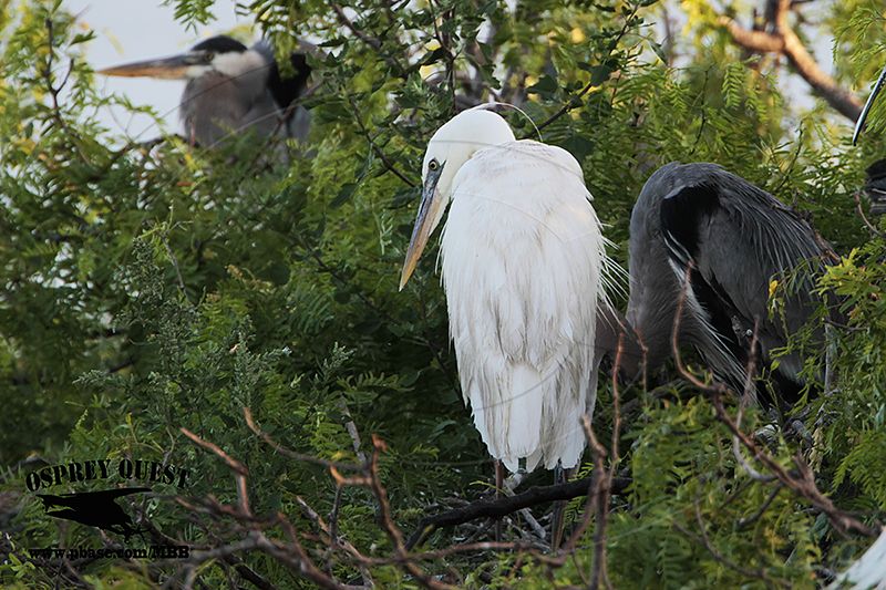 _MG_0919 Great White Heron and Great Blue Heron breeding pair.jpg