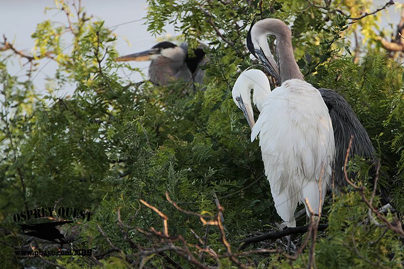 _MG_1066 Great White Heron and Great Blue Heron breeding pair.jpg