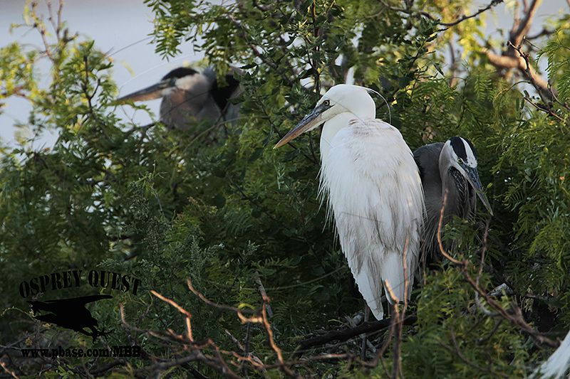 _MG_1156 Great White Heron and Great Blue Heron breeding pair.jpg