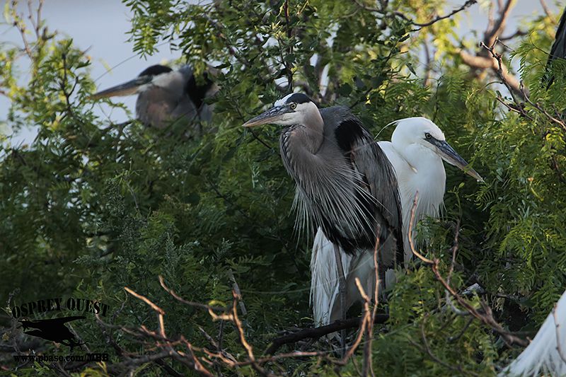 _MG_1247 Great White Heron and Great Blue Heron breeding pair.jpg