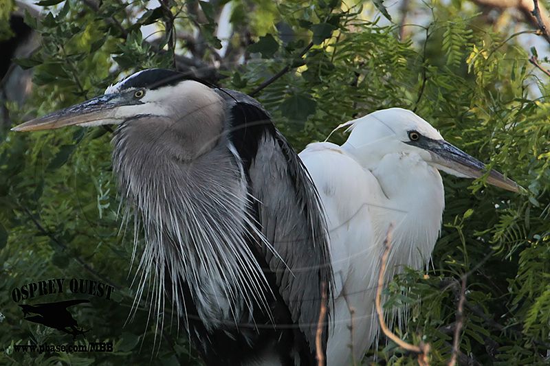 _MG_1327 Great White Heron and Great Blue Heron breeding pair.jpg