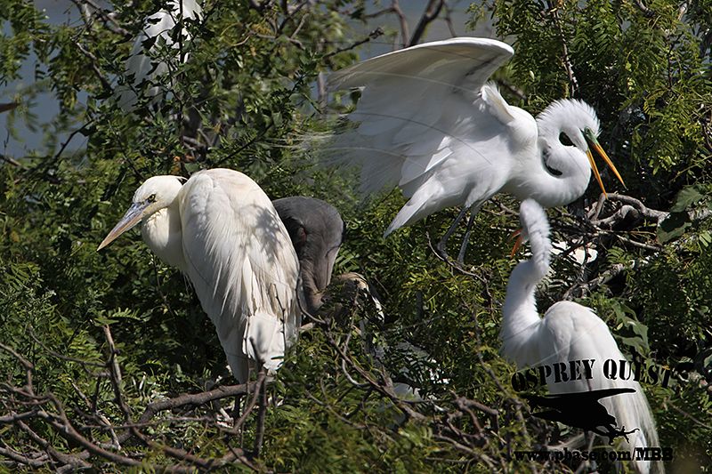 _MG_3348 Great White Heron and Great Blue Heron breeding pair and Great Egret.jpg