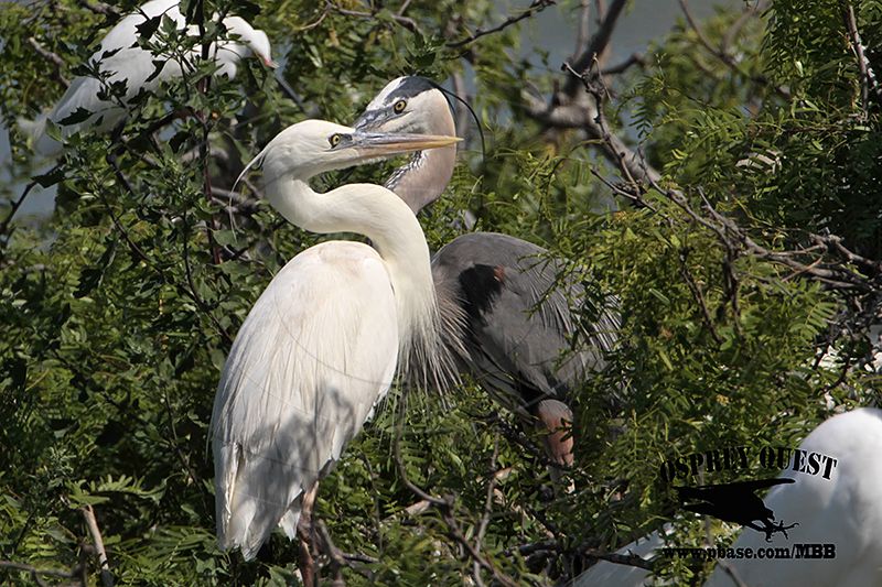 _MG_3544 Great White Heron and Great Blue Heron breeding pair.jpg