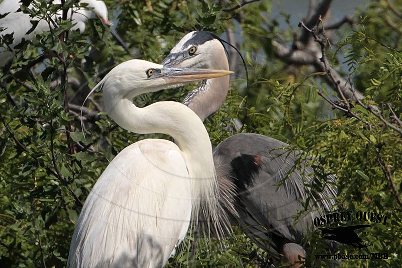 _MG_3544CROP Great White Heron and Great Blue Heron breeding pair.jpg