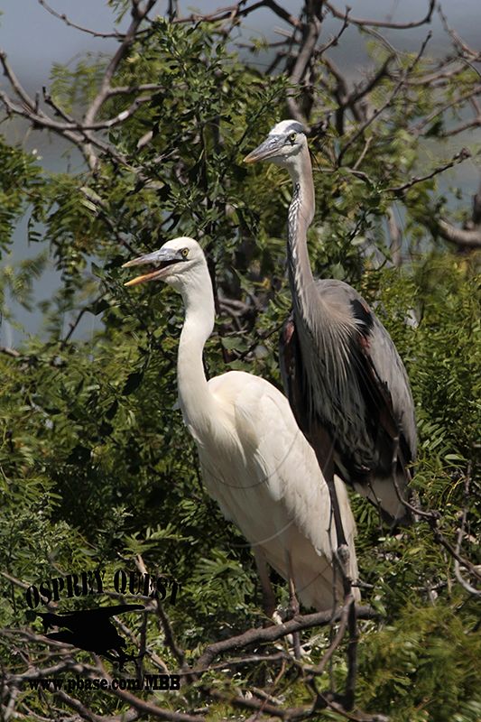 _MG_5655 Great White Heron and Great Blue Heron breeding pair.jpg