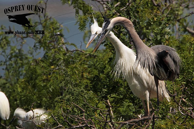_MG_5837 Great White Heron and Great Blue Heron breeding pair.jpg