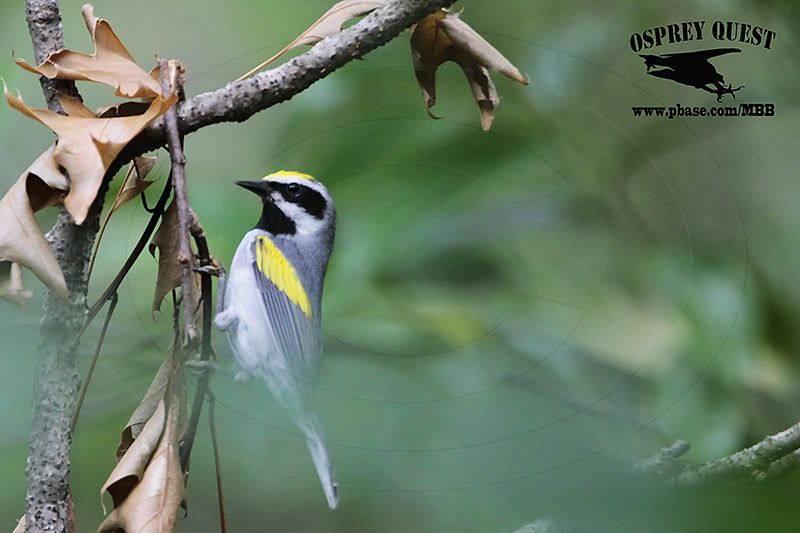 _MG_1399 Golden-winged Warbler.jpg