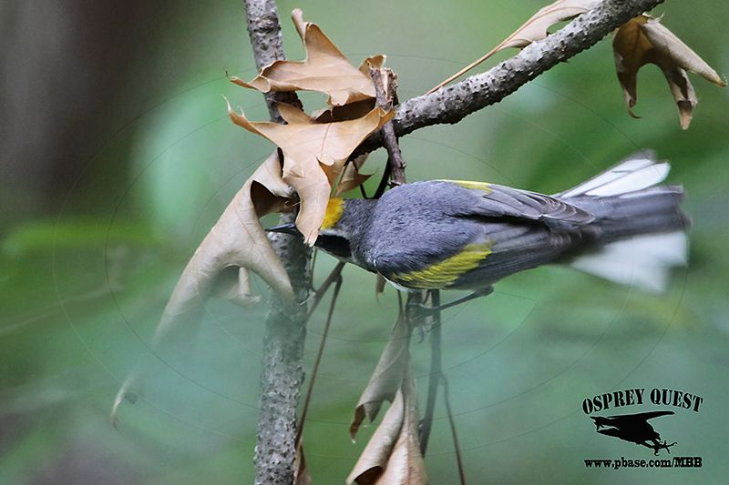 _MG_1410 Golden-winged Warbler.jpg