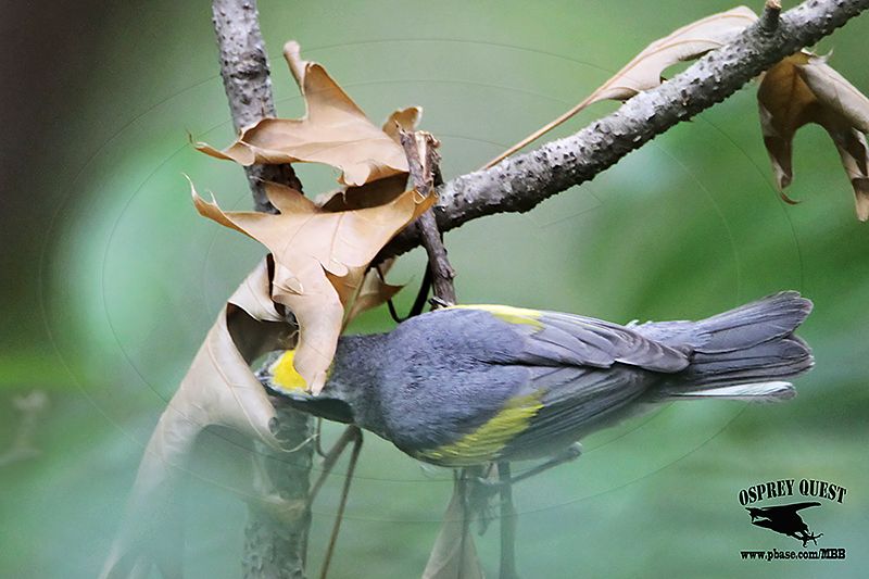 _MG_1411 Golden-winged Warbler.jpg