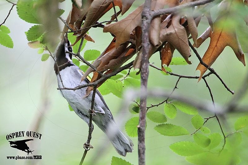 _MG_1448 Golden-winged Warbler.jpg