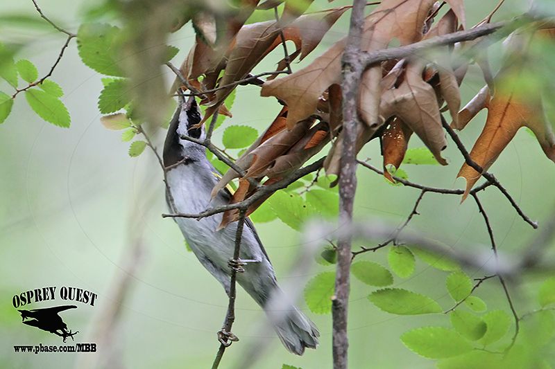 _MG_1453 Golden-winged Warbler.jpg