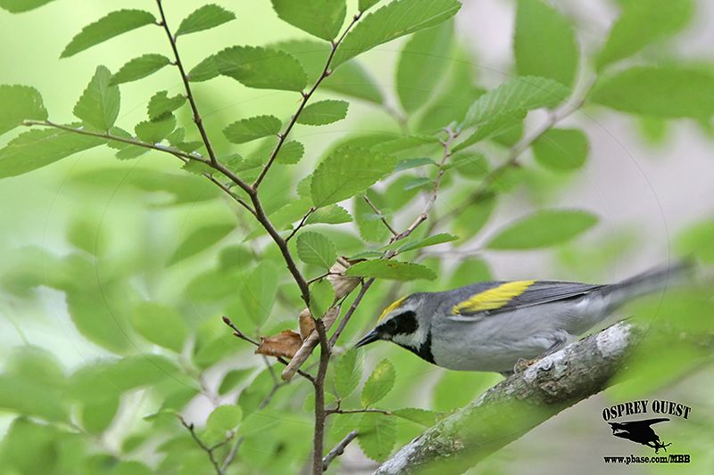 _MG_1516 Golden-winged Warbler.jpg