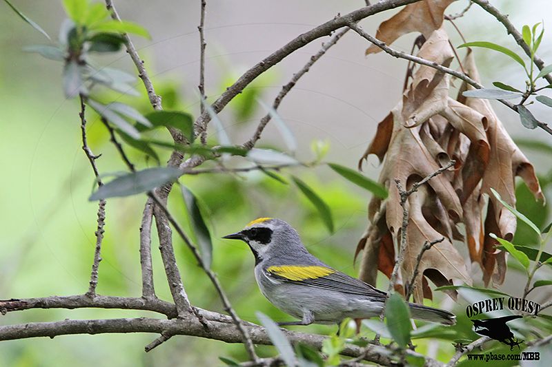 _MG_1560 Golden-winged Warbler.jpg