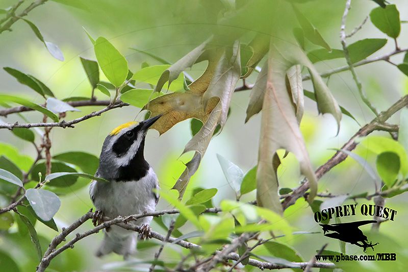_MG_1636 Golden-winged Warbler.jpg