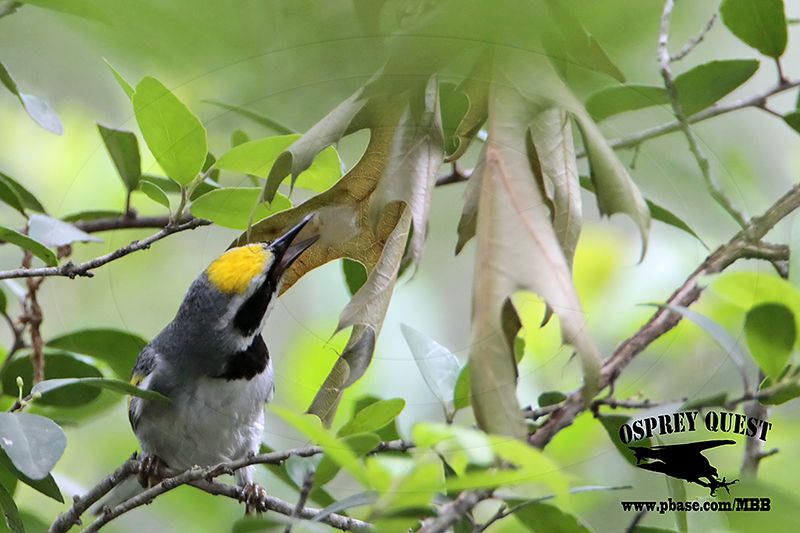 _MG_1655 Golden-winged Warbler.jpg