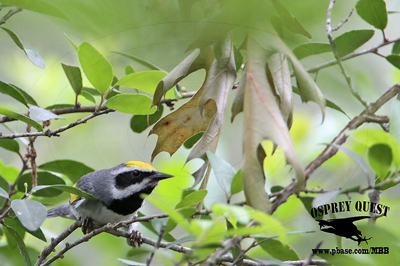 _MG_1669 Golden-winged Warbler.jpg