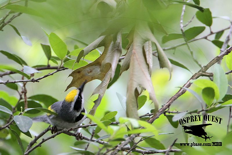 _MG_1671 Golden-winged Warbler.jpg