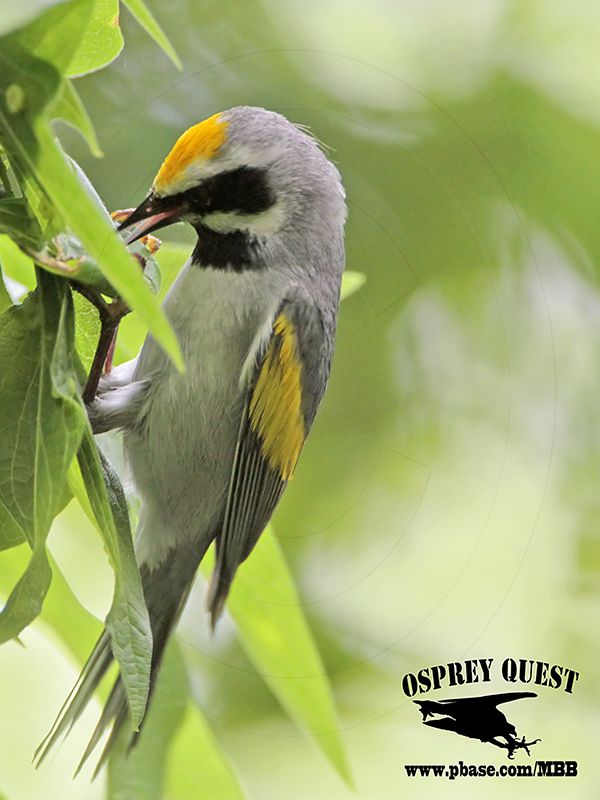 _MG_1852 Golden-winged Warbler.jpg