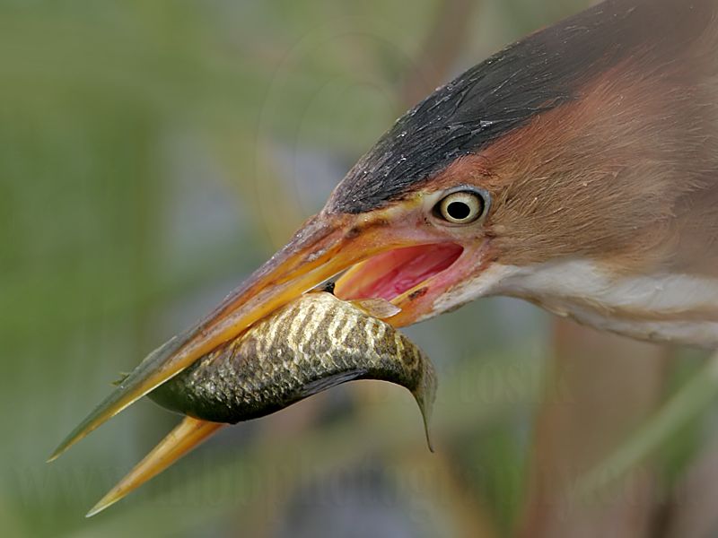 Least_Bittern.jpg