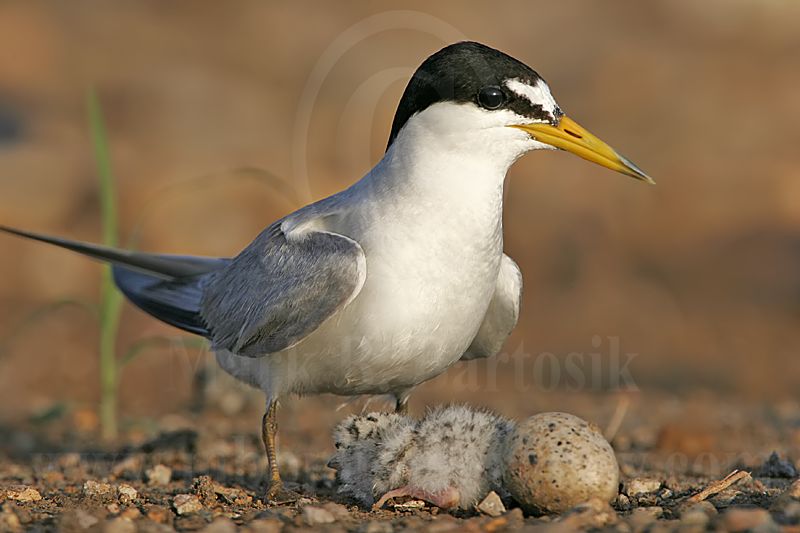 Least_Tern_3366_800.jpg