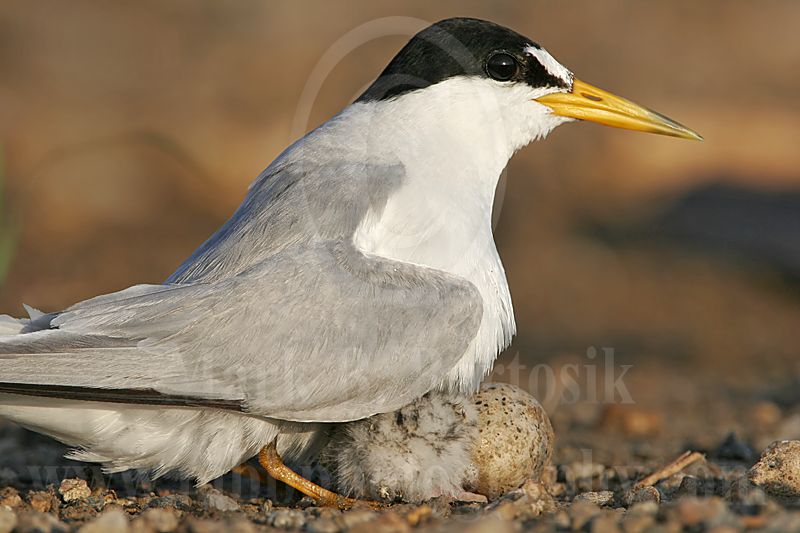 Least_Tern_3435_800.jpg
