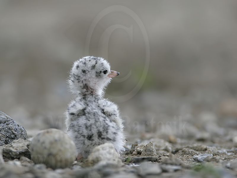 Least_Tern_5187_800.jpg