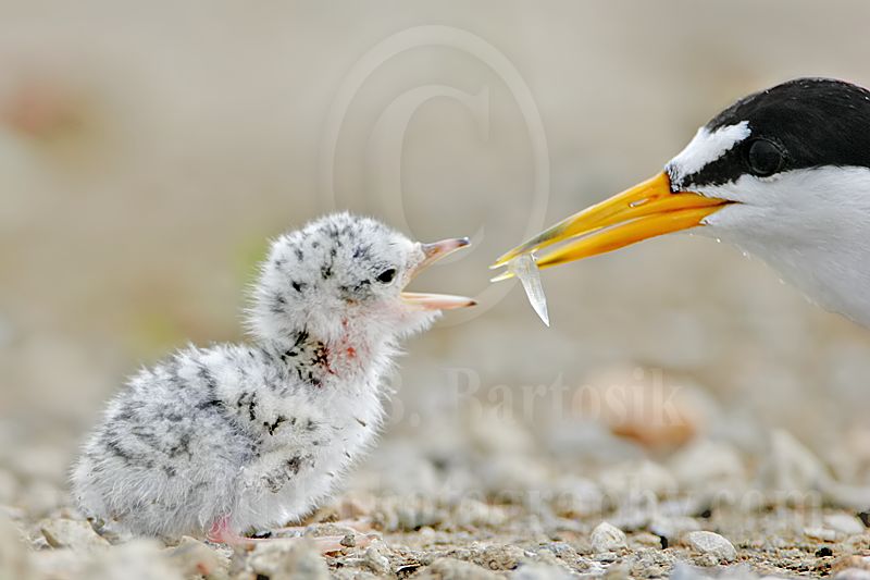 Least_Tern_5932_800.jpg
