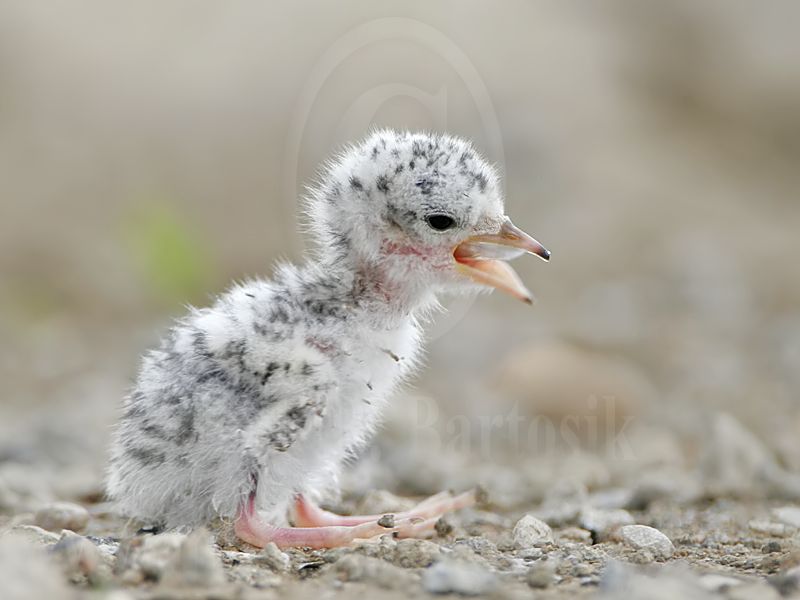 Least_Tern_5937_800.jpg