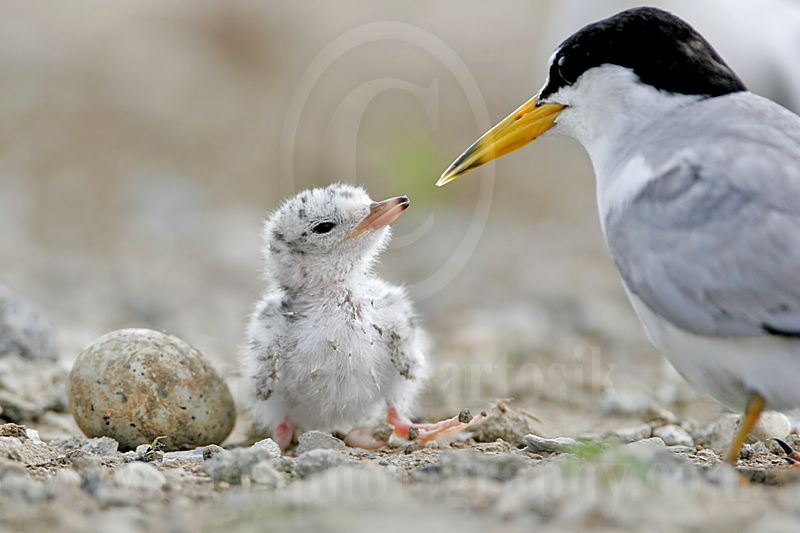 Least_Tern_5953_800.jpg