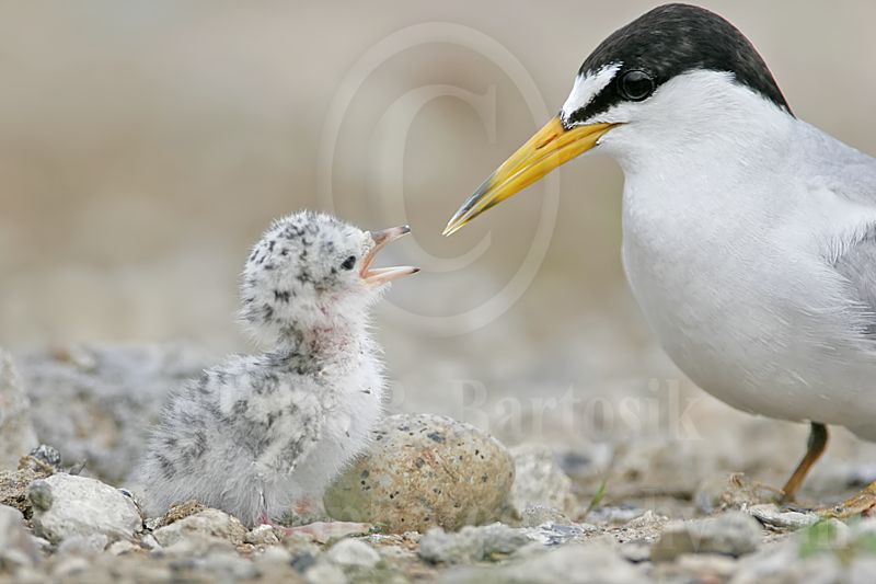 Least_Tern_6244_800.jpg
