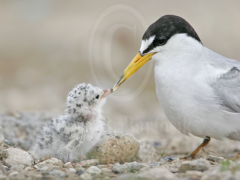 Least_Tern_6245_800.jpg