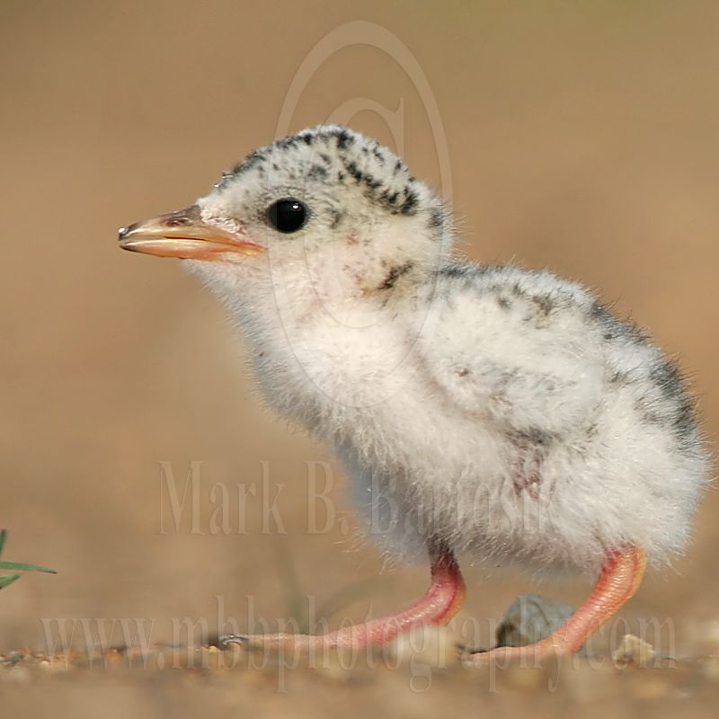 Least_Tern_0224_800.jpg