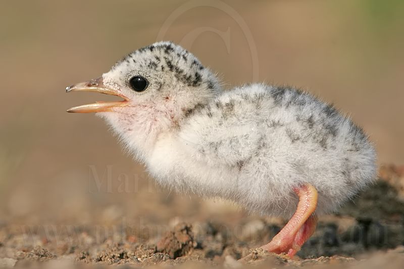 Least_Tern_0246_800.jpg