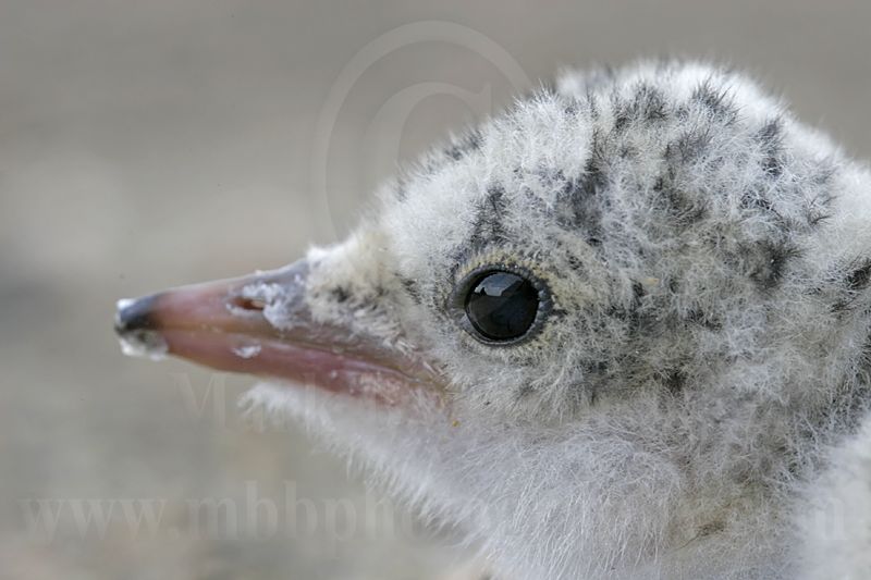 Least_Tern_2333_800.jpg