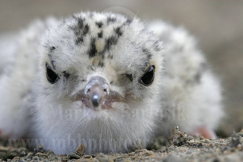 Least_Tern_2394_800.jpg