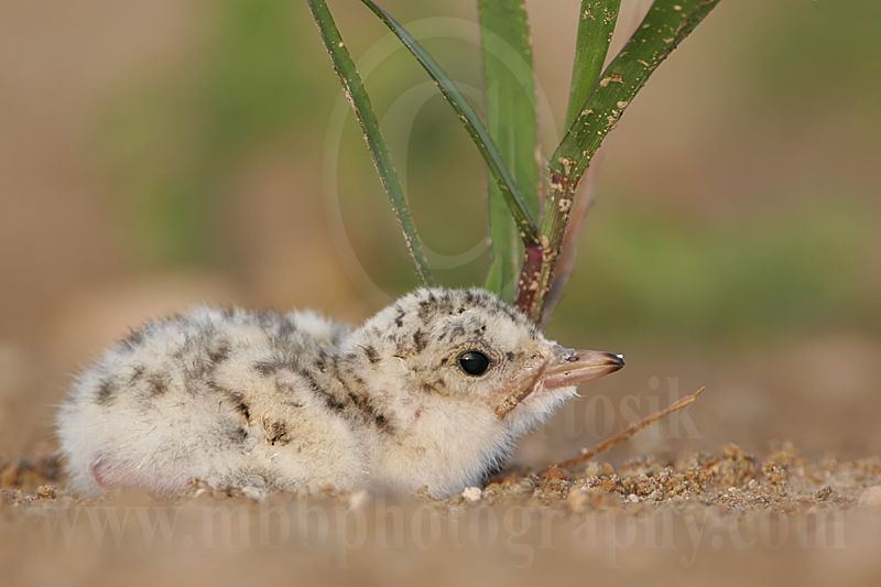 Least_Tern_5410_800.jpg