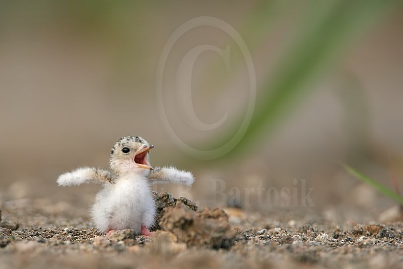 Least_Tern_9424_800.jpg