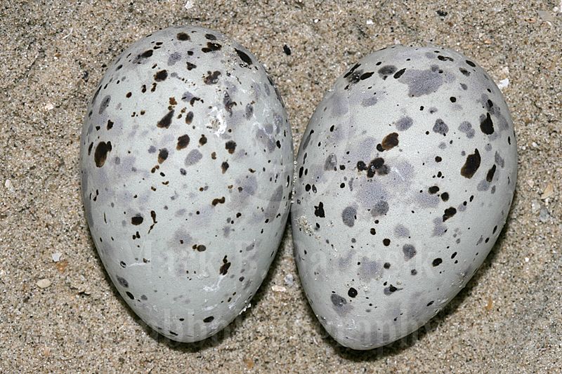 Least_Tern_4608c800.jpg