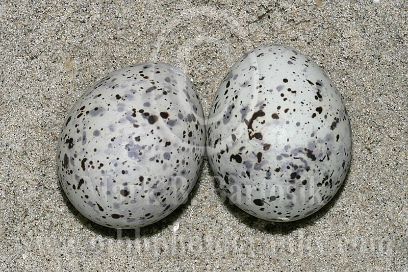 Least_Tern_4610_800.jpg