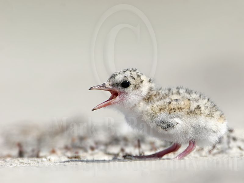 Least_Tern_1852_800.jpg