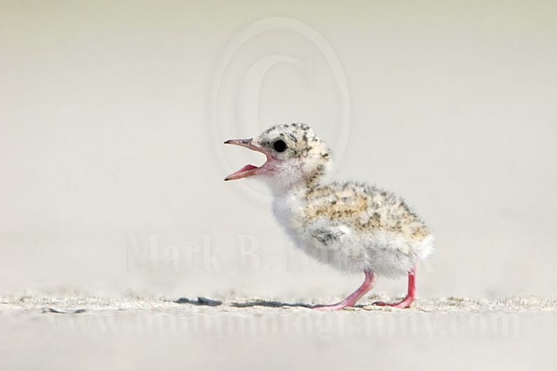 Least_Tern_1875_800.jpg