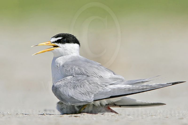 Least_Tern_2250_800.jpg